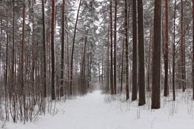 very beautiful landscape with snow - covered trees on a very cold winter day