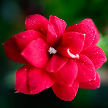 small red flower with broken petal on a dark green dense background, macro photo