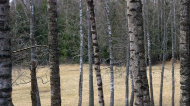 Fabulous birch grove in the beautiful forest of Latvia. Wonderful spring color mood.