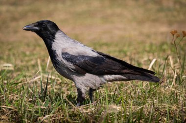 black crow bask in the sun on a very warm spring day and looking for food in the meadow