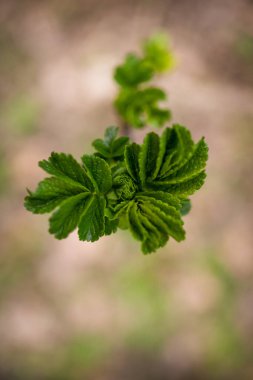 Light green rose bud that blooms in early spring. Macro photography on a blurred background.