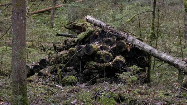 Pile Dark Logs Overgrown Green Forest Early Spring Rain — Stock Photo, Image