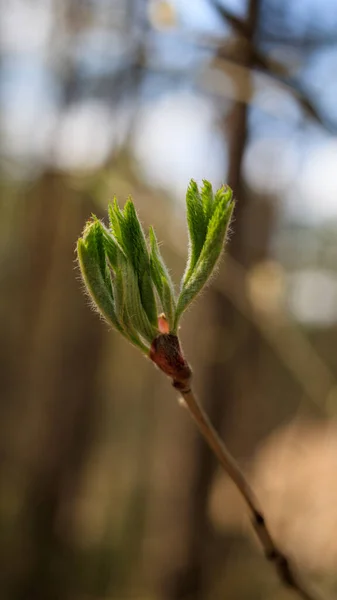 Bud Blooms Tree Branch Seeks Sun Blue Sky Macro Photo — 图库照片