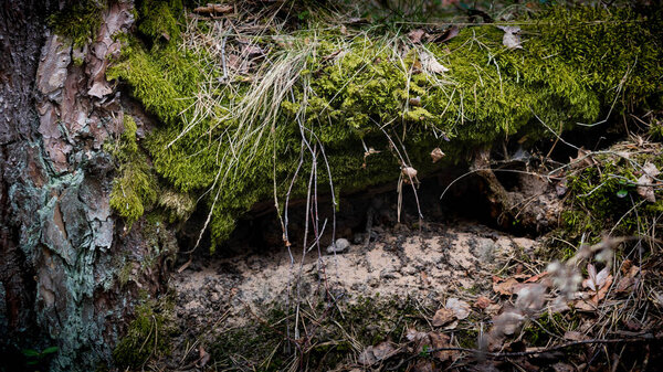 A mysterious and mossy animal cave under an old tree root awaits its inhabitants