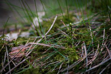 The magical magic of forest soil. Natural beauty, bright green moss, needles and tree bark. A call to the forest.