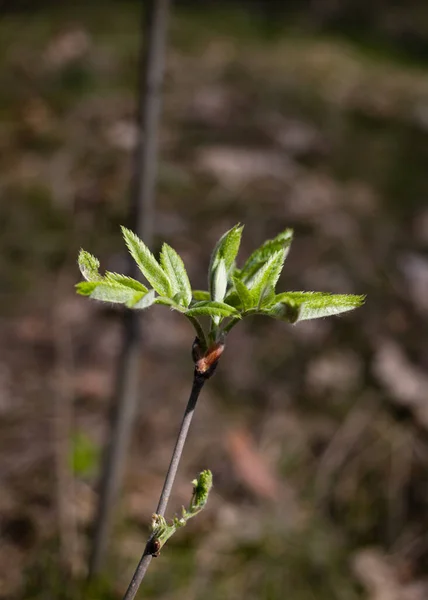 Probably One Most Beautiful First Spring Buds Forest Environment Bright — Fotografia de Stock