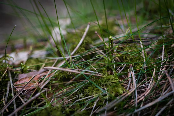 Magical Magic Forest Soil Natural Beauty Bright Green Moss Needles — Foto de Stock