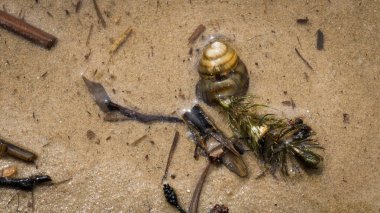 An unusual composition created by nature on the shore of the lake, in the water, with a shell and ants in the yellow sand.