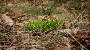 Wild nature photography in early spring, when green grass through the rotten old autumn leaves leans towards the sunlight.
