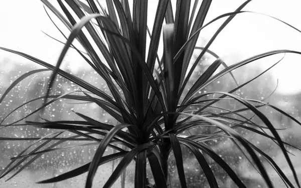 Одинокие Пальмовые Листья Подоконнике Улице Идет Дождь Окно Заполнено Каплями — стоковое фото