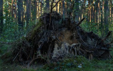 Kocaman, ağaçlık, yaşlı ağaç kökü. Dağın derinliklerinde, hayvanların evi olabilir. Yosunlu, farklı renklerde kum. Güneş kökleri ardında parlıyor. Letonya 'da inanılmaz güzel, vahşi doğa manzarası.