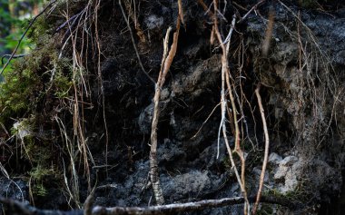 Siyah kumlu, yeşil yosun ve eski otlarla kaplanmış gizemli ve gizemli bir orman kökü mağarası. Hayvanlara ve sivrisineklere ev sahipliği yapar. Hayal gücü için balina. Lavia 'nın vahşi ve güzel doğası..