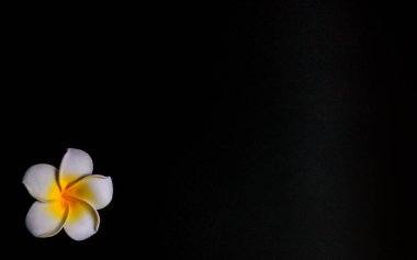 Beyaz ve sihirli Hawaii tarzı çiçek, beş taç yaprağı ve açık sarı bir arka plan. Telefonun ve bilgisayarın için harika bir duvar kağıdı. Metin için yer.