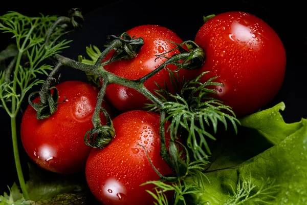 Dört taze, kırmızı, tatlı ve sulu domates yeşillik, marul ve dereotlu. Bahçeden yeni çıktı, su damlalarıyla kaplı. Gurme fotoğrafçılık. İştah açıcı..