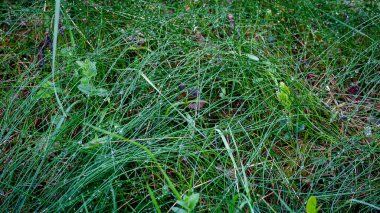 Yaz sabahının erken saatlerinde yeşil ve renkli çimenler pırıl pırıl çiğ damlalarıyla doludur. Düşen yapraklar, yosunlar, farklı yapraklar büyür. Toprak doğal harikalarla doludur. Doğanın ve toprağın kokusunu alabileceğiniz bir duygu..