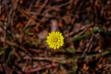 Güneşe bakan küçük sarı bir yaz çiçeği. Görüntünün merkezinde tek başına. Arka planda doğal toprak, dallar, çimenler, hepsi sisli ama çok renkli. Mükemmel bir arka plan duvar kağıdı. Doğa severlerinin makro fotoğrafları.