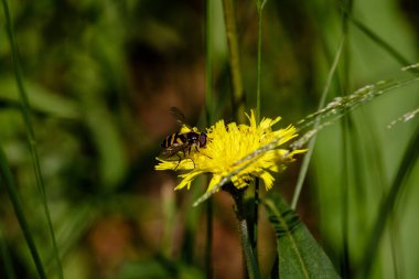 Vahşi arı sıcak yaz boyunca bal toplar. Parlak sarı bir karahindibanın üzerine indi ve şeker üretiyor. Arka planda yeşil, sisli bir çayır var. Güneş ışıldıyor..