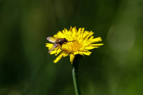 Eine Verirrte Einsame Fliege Sonnt Sich Einem Heißen Sonnigen Sommertag — Stockfoto