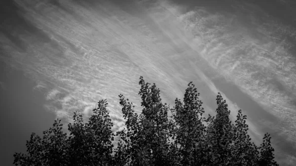 Fantastic picturesque sky landscape, black and white. A little dreamy, a little gloomy, magical. Fluffy clouds blur in the wind, but birch tops are sad in the foreground of the photo.