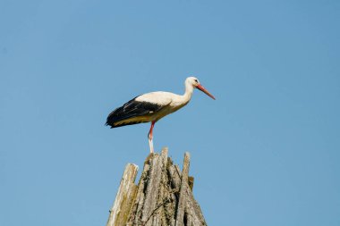 A lone stork on the roof of an old wigwam is looking for food for his family. Light blue sky in the background. It's a hot summer day.