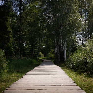 The path of wooden planks in the valley of deciduous trees. We don't know where it leads. The sun illuminates where it goes. Hot summer day. Tourist trail in an untouched natural secret.