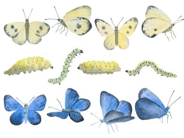 Kelebek ve tırtıl seti. Beyaz arka planda el çizimi bir illüstrasyon. Klasik tarzda yaz illüstrasyonu.