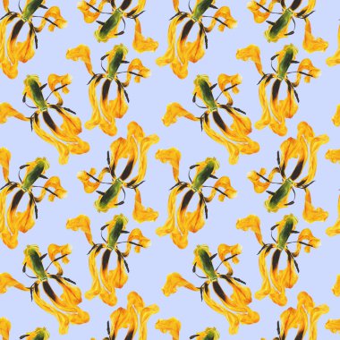 Suluboya, mavi arka planda sarı lalelerin izole edilmiş, el yapımı, izole edilmiş desenleri. Parlak çiçek arkaplanı. Kumaş dokusu, ambalaj kağıdı, kartpostallar.