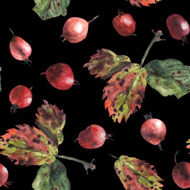 Siyah arka planda suluboya böğürtlen ve yapraklar. Kusursuz desen.