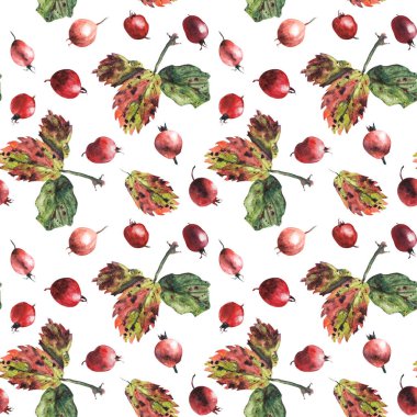 Beyaz arka planda suluboya böğürtlen ve yapraklar. Kusursuz desen.