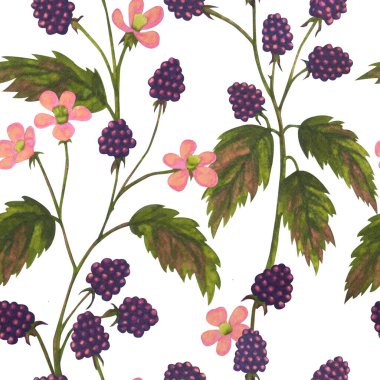 Böğürtlenli el çizimi. Beyaz arkaplanda pürüzsüz desen.