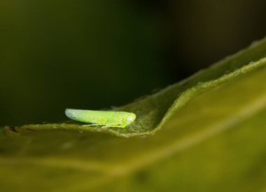 böcek Empoasca vitis pidiksek bir yaprak üzerinde