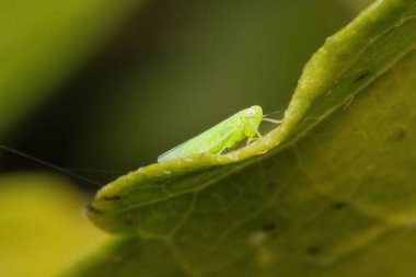 böcek Empoasca vitis pidiksek bir yaprak üzerinde
