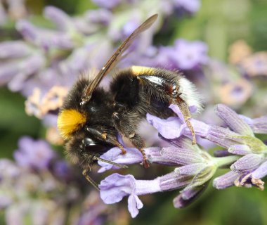 Bahçede lavantalı yaban arısı