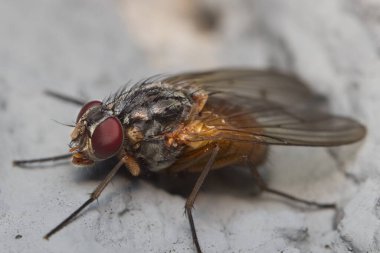 Duvarda küçük sinek Musca domestica