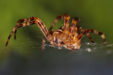 Örümcek Ağ Üzerinde