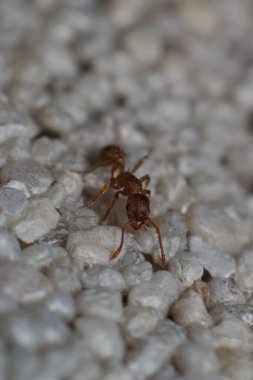 Myrmica ruginodis veya mravenec rezav