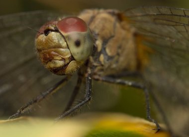 Yusufçuk Ruddy Darter Dişi