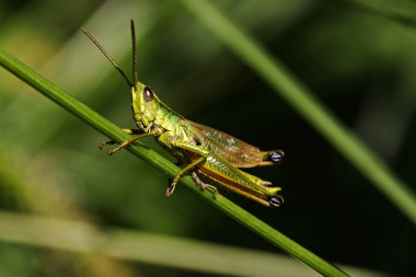 Çimlerin üzerinde çekirge