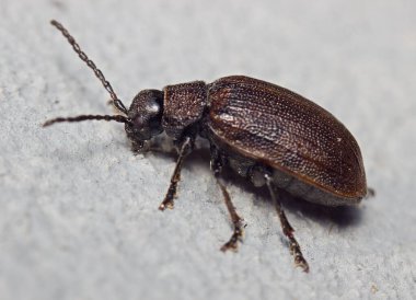 Küçük koyu kahverengi böcek.