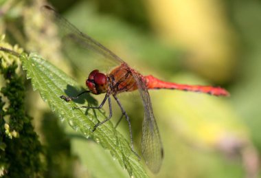 Yusufçuk Ruddy Darter Erkek