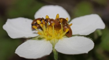 Kahverengi böcek beyaz bir çiçekte