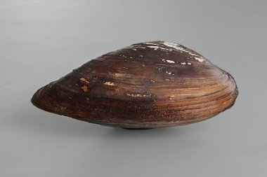 Büyük Kuğu midyesi Anodonta cygnea