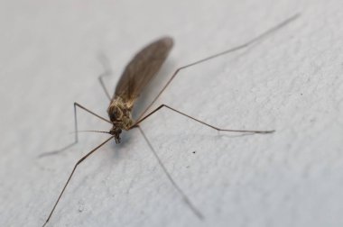 Küçük sinek Limonidae Dicranomyia sivrisineği