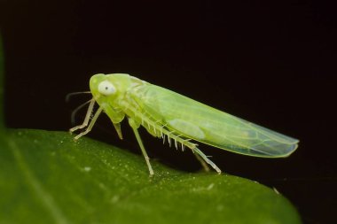 böcek Empoasca vitis pidiksek bir yaprak üzerinde