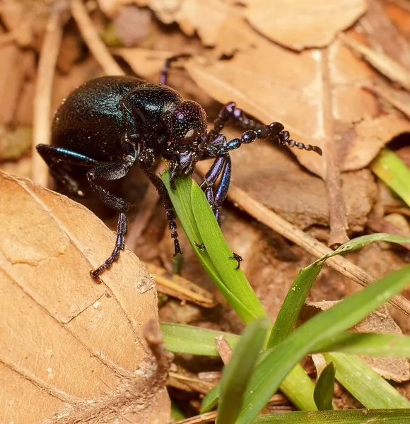 Meloe Comme Scarabée Huileux — Photo