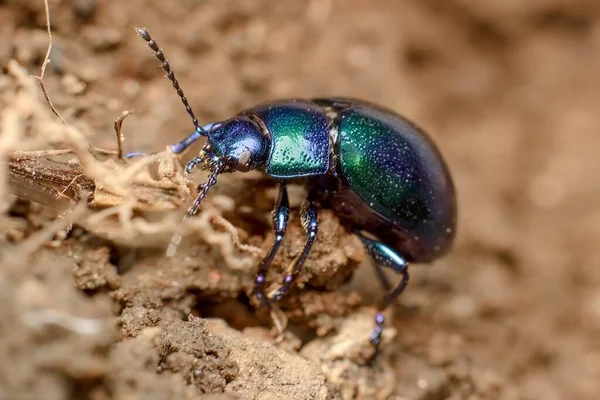 Pequeño Escarabajo Verde Azul Menta Colorado — Foto de Stock