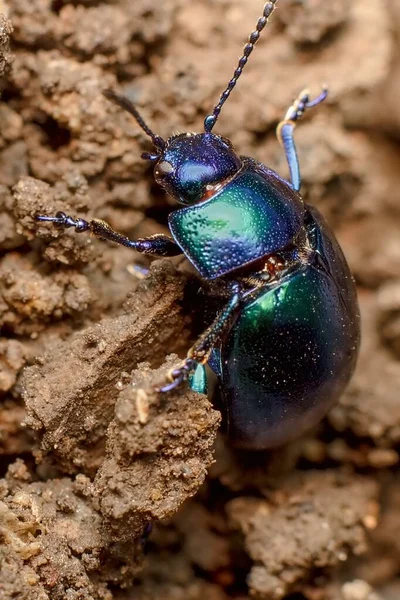 Pequeño Escarabajo Verde Azul Menta Colorado — Foto de Stock