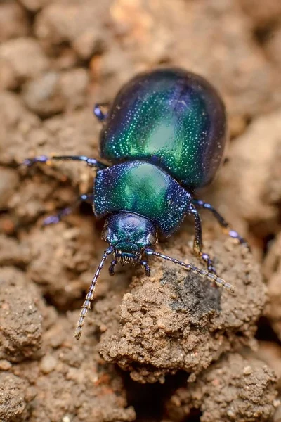 Kleiner Grün Blauer Colorado Minzkäfer — Stockfoto