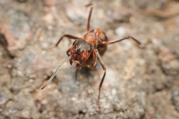 Ant Formica Sanguinea Blood Red Ant — Stock Photo, Image