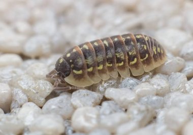 Küçük Armadillidium vulgare yaygın bir hap böceği